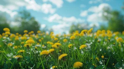 Tuinposter Weide Beautiful meadow field with fresh grass and yellow dandelion flowers in nature against a blurry blue sky with clouds. Summer spring perfect natural landscape.