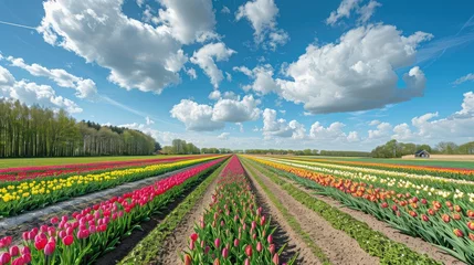 Fotobehang bright sunny day in may with tulip field in various colors © buraratn