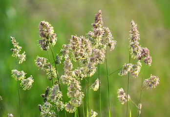 The herb Dactylis glomerata grows in nature