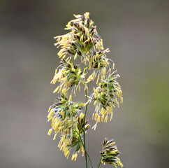 The herb Dactylis glomerata grows in nature