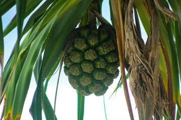 pandanus thorns, pandanus thorns, a type of tree plant that grows around the beach