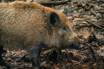 wild boar in mud, forest, germany