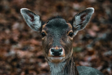 deer in the woods in Autumn
