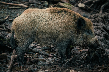 wild boar in mud, forest, germany