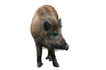 Wild boar on transparent background, sticker, png