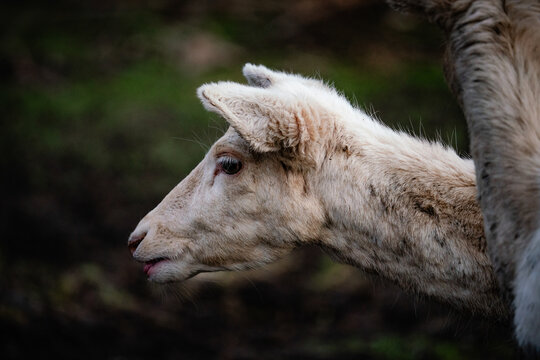 deer, sheep, wild anmimal, mufflin