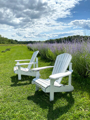 Adirondack chairs in a lavender field. White wooden chairs on the grass.