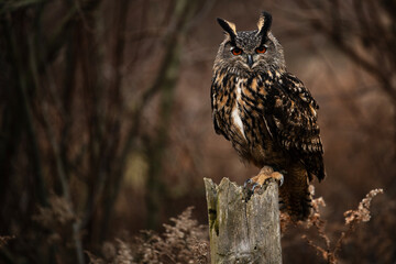 Image of Eurasian Eagle-Owl portrait printed on Printed Glass Basin Splashbacks