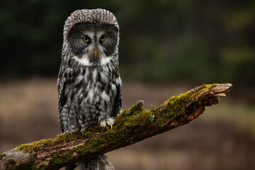 Great Grey Owl
