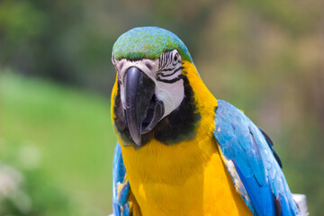 Close up of blue and yellow macaw (Ara ararauna) with bokeh background. This parrots inhabits forest, woodland and savannah of tropical South America 