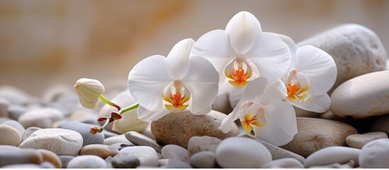 White orchid flowers alongside pale stones.