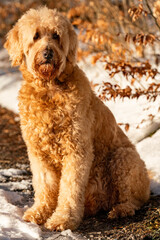 Labradoodle in winter landscape, cute dog