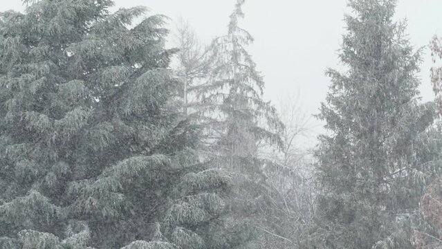 snowfall with a fir in background: snow blazer, winter time, forest 