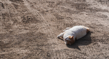 cat playing in the sand on the beach