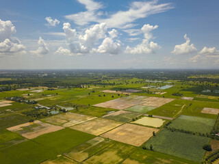 The green agricultural fields of paddy rice are taken in the high angle view by aerial vehicle,...