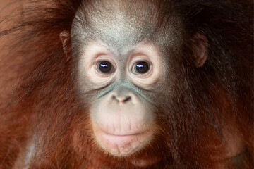 Baby Orang Utan or Pongo pygmaeus © Bangmunce