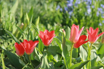Obraz premium red tulips in spring