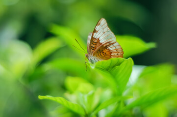 A Brown Butterfly Euthalia aconthea