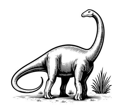 Brachiosaurus hand drawn illustration vector graphic