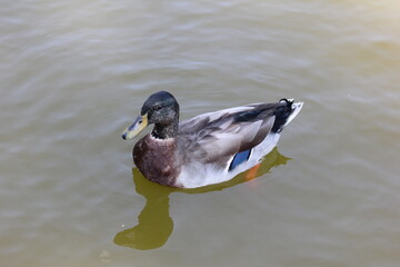 duck in the water