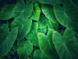 a collection of green taro leaves - obrazy, fototapety, plakaty