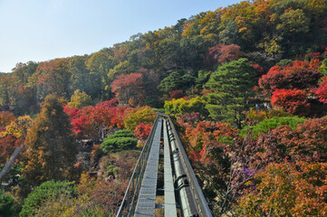 Fototapeta premium Hwadam Forest Botanic Garden small shuttle train car metal railway to Red Orange maple leaves trees in deep forest with beautiful colourful Autumn foliage trees scenery.