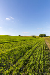 Fototapeta na wymiar Crops growing in the South Downs with a blue sky overhead