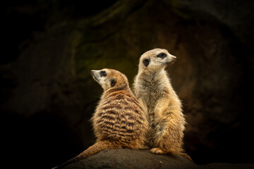 Fototapeta premium meerkat on guard