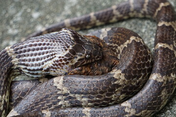 ヘビがカエルを食べる