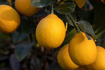 Yellow lemons growing on lemon tree