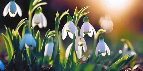 Forest plant background. Early spring flower. First white snowdrop bloom. March nature garden. Bud macro close up. new life. april color beauty. cold day leaf drop. green grass grow. easter sun light. © raisondtre