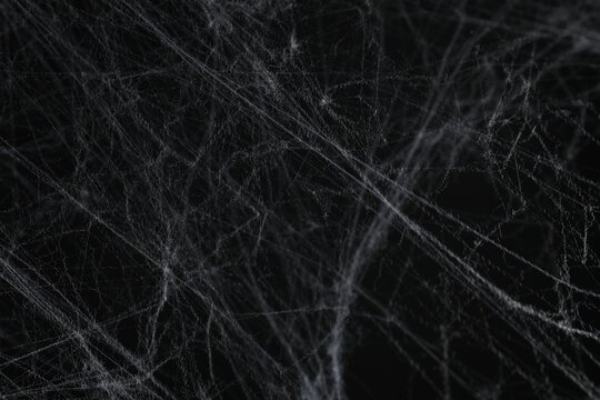 Creepy white cobweb on black background, closeup © New Africa