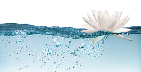 Beautiful lotus flower on water against white background