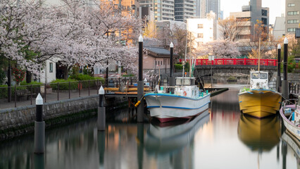 Fototapeta na wymiar fishing boat in Sumida river, Tokyo during Sakura season in Spring