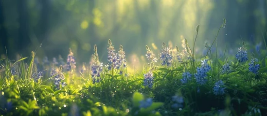 Foto op Plexiglas Forest meadow, blue fumewort flowers, Corydalis solida, bask in the morning sun, nature's awakening mood. © Sona