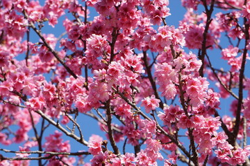 カンヒザクラの開花