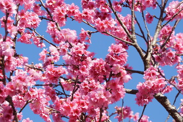 ヒカンサクラの開花
