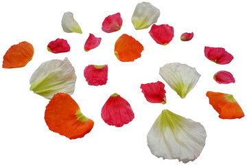 Set of Colorful flower petals. Beautiful color floral petals collection. Flower elements for design.