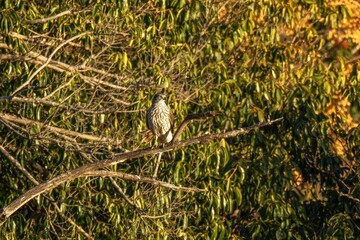 お気に入りの枝でのんびりくつろぐオオタカ幼鳥