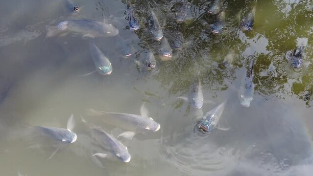 Closeup of a school of hungry tilapia on the surface of the water, filmed in 4K 60fps