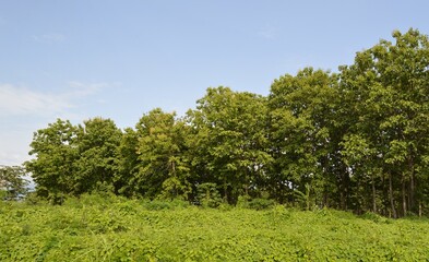 green forest on the hill