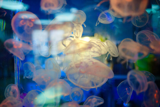 jellyfish in the aquarium 