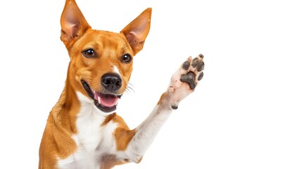 Adorable brown and white basenji dog smiling and giving a high five isolated on white : Generative AI
