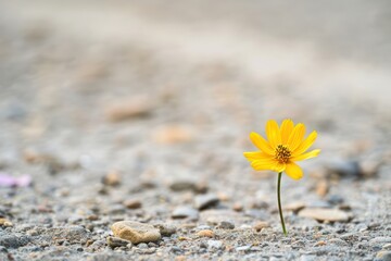 Yellow flower on the cement floor with shallow depth of field, soft focus.