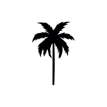 Silhouette of palm tree on white background