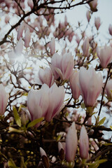 Sulange magnolia close-up on tree branch. Blossom pink magnolia in springtime. Pink Chinese or...