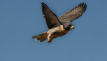 Fototapeta premium Zoom in to reveal the intense gaze of a peregrine falcon mid flight, its streamlined form slicing through the air with unparalleled precision