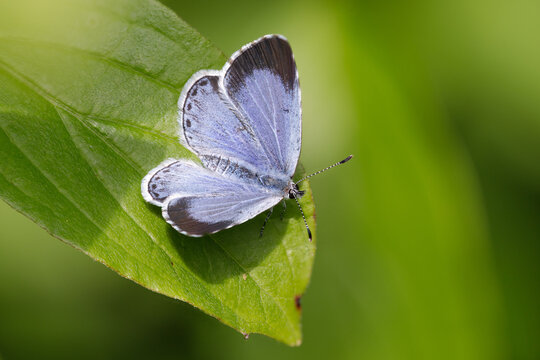 Faulbaum-Bl&auml;uling - Celastrina argiolus