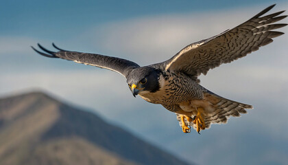Zoom in to reveal the intense gaze of a peregrine falcon mid flight, its streamlined form slicing through the air with unparalleled precision
