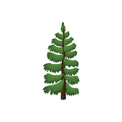 Drawn coniferous tree on white background